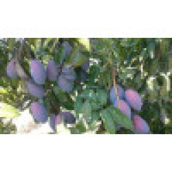 المانجو - مانجو اوستن مطعم عمر اربع سنوات 