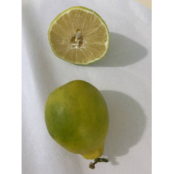 الليمون - ليمون ماير مطعم عمر 4 سنوات