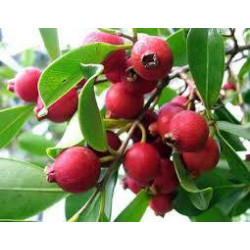 الجوافة - جوافة فراولة  قزمي 20 - 30