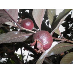 الجوافة - جوافة اسود  40-60سم 