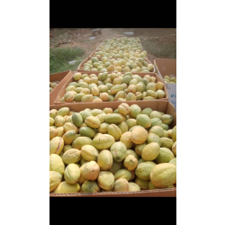 اللوز - لوز اماراتي قطيفي اصفر 90 - 100