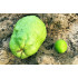 الجوافة - جوافة تايلندي جامبو 50-70 سم عمر سنة ونص 