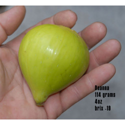 Fig - Deanna yellow fig 30-50cm