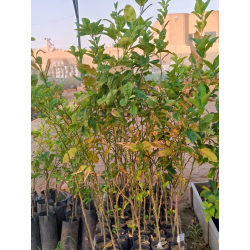 برتقال الحريق مطعم عمر سنتين ونص