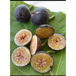 التين - تين هندي 150-200 سم التين - تين هندي 150-200 سم