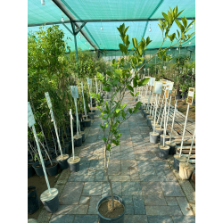 البرتقال - برتقال بلدي مطعم عمر سنتين ونص