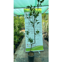 البرتقال - برتقال سكري مطعم عمر خمس سنوات