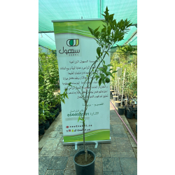 اليوسفي - يوسفي كلمنتينا مطعم عمر سنه ونص اليوسفي - يوسفي كلمنتينا مطعم عمر سنه ونص