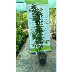 البرتقال - برتقال كيمكوات مطعم عمر خمس سنوات