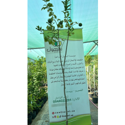 الليمون - ليمون مكسيكي مطعم عمر سنتين ونص