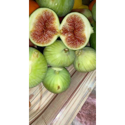 Figs - Loso Gold figs 30-50 cm