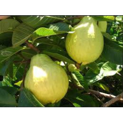 الجوافة - جوافة مصري 50-80 سم - كيس