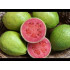 الجوافة - جوافة حمراء 120-150سم
