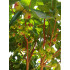 التفاح - تفاح الوردي، أخضر، ٩٠-١١٠ سنتيمتر