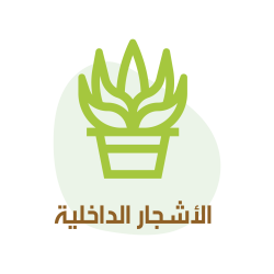 category الأشجار الداخلية