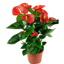 داخلي - انتوريوم الوان 25 سم