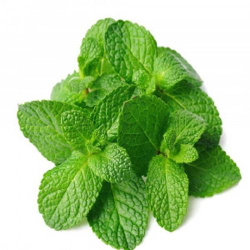 نعناع بلدي 10- 20 سم نعناع بلدي 10- 20 سم