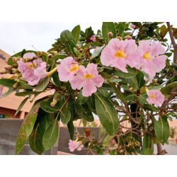 تابوبيا وردي 10-25 سم 