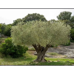 الزيتون - زيتون نيبالي عمر 25-30سنه  الزيتون - زيتون نيبالي عمر 25-30سنه