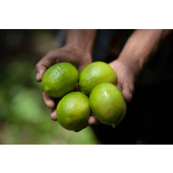 الليمون - ليمون اندونيسي مطعم عمر سنتين ونص