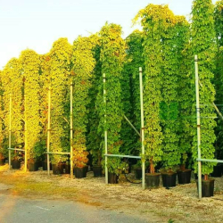 المتسلق - متسلقة فرجينيا الخميسة 70 - 100سم المتسلق - متسلقة فرجينيا الخميسة 70 - 100سم