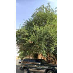 اللوز - لوز هندي 90 -120 سم