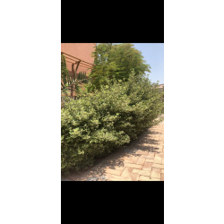 وايتكس كيس وايتكس كيس