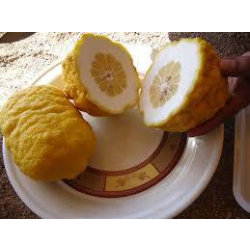 ترنج عمر مطعم ثلاث سنوات 