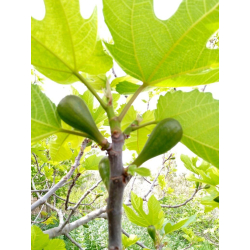 التين - تين الغداني المغربي 20 - 40 سم  التين - تين الغداني المغربي 20 - 40 سم