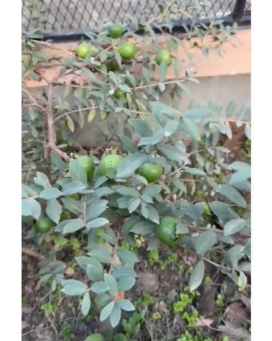 الجوافة القزمي 30-40سم