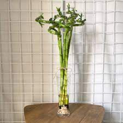 داخلي - بامبو حلزون 70 سم هولندي