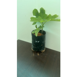 التين - تين تكساس بلو 30 - 70 سم