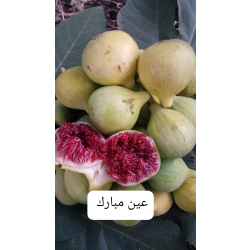 التين- تين عين مبارك 10 - 20 سم