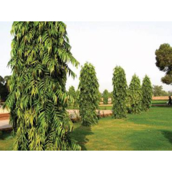 اشوكا 90 - 120 سم  اشوكا 90 - 120 سم