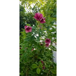 الخبيز الساحلي - خبيز ساحلي تسبيسيا احمر 70 - 100 سم 