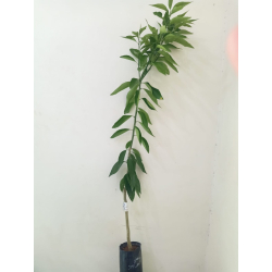 اليوسفي - يوسفي مغربي مطعم عمر سنه ونص