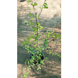 كرمونيا 50 - 70 سم كرمونيا 50 - 70 سم