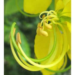 اكاسيا فيستولا خيار شنبر 90 - 120 سم