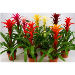 داخلي - جزمانيا الوان 30 سم