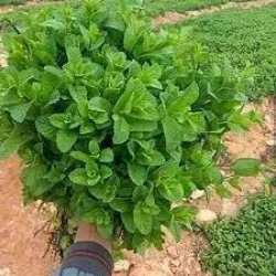 نعناع تفاحي