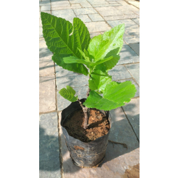 التين - تين اسباني اخضر 10 - 20