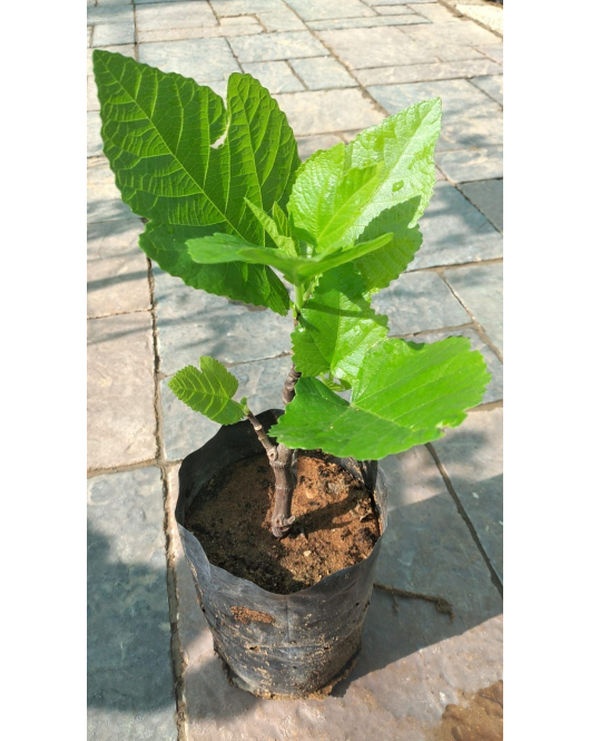 التين - تين اسباني اخضر 10 - 20