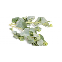 قطف 60سم  قطف 60سم