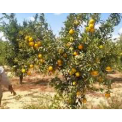 اليوسفي - يوسفي كريستينا مطعم عمر سنه ونص