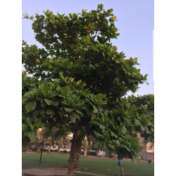 اللوز - لوز حساوي 60 - 90 سم  اللوز - لوز حساوي 60 - 90 سم