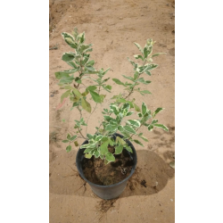 وايتكس مبرقش 50-80 سم