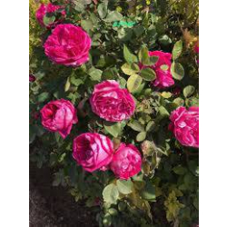 الجوري - جوري سلطاني 20 - 40 سم الجوري - جوري سلطاني 20 - 40 سم