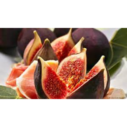 التين - تين سمث 30 - 50 سم