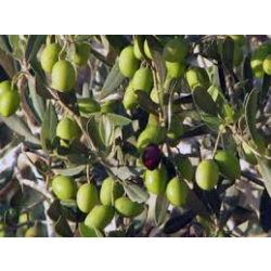 الزيتون - زيتون نيبالي 30 - 40 سم
