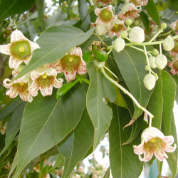 استراكوليا مخمسة وردي 80 - 150 سم استراكوليا مخمسة وردي 80 - 150 سم